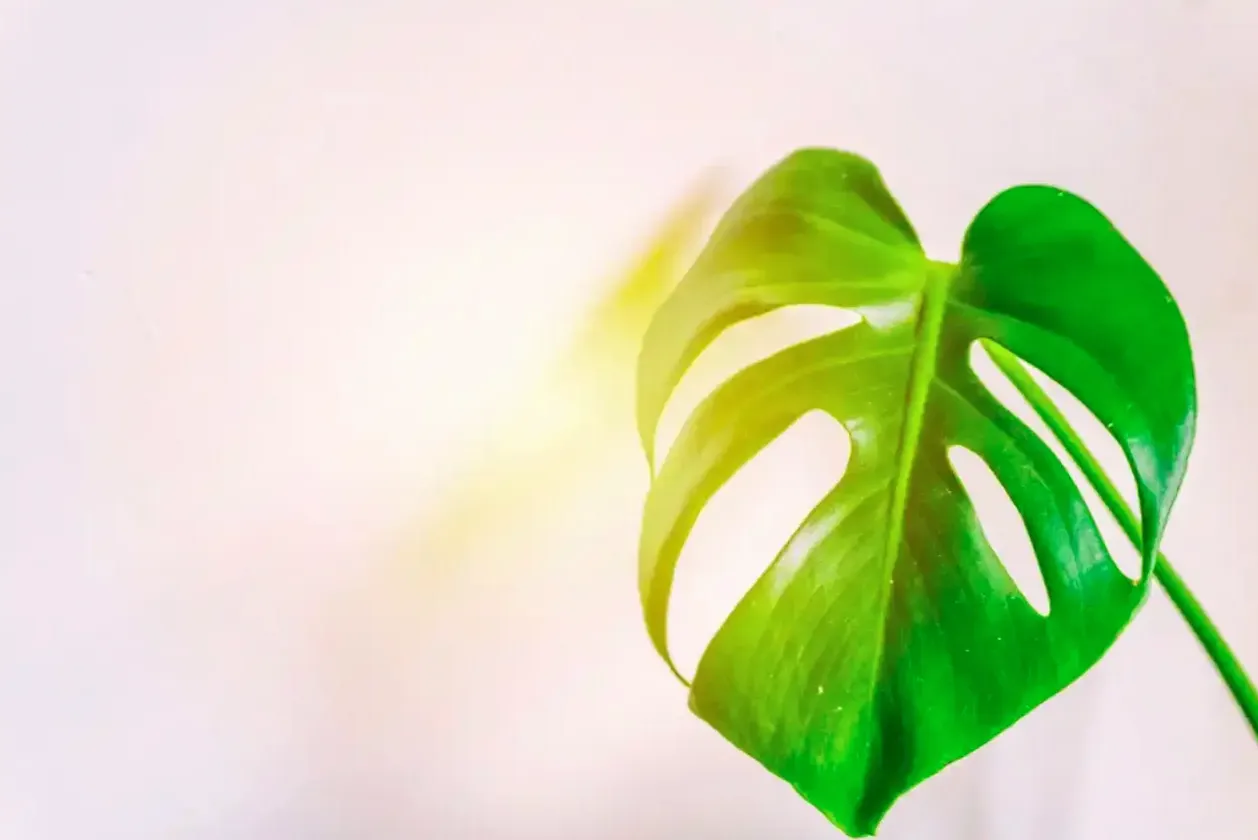 Monstera przy rozproszonym świetle