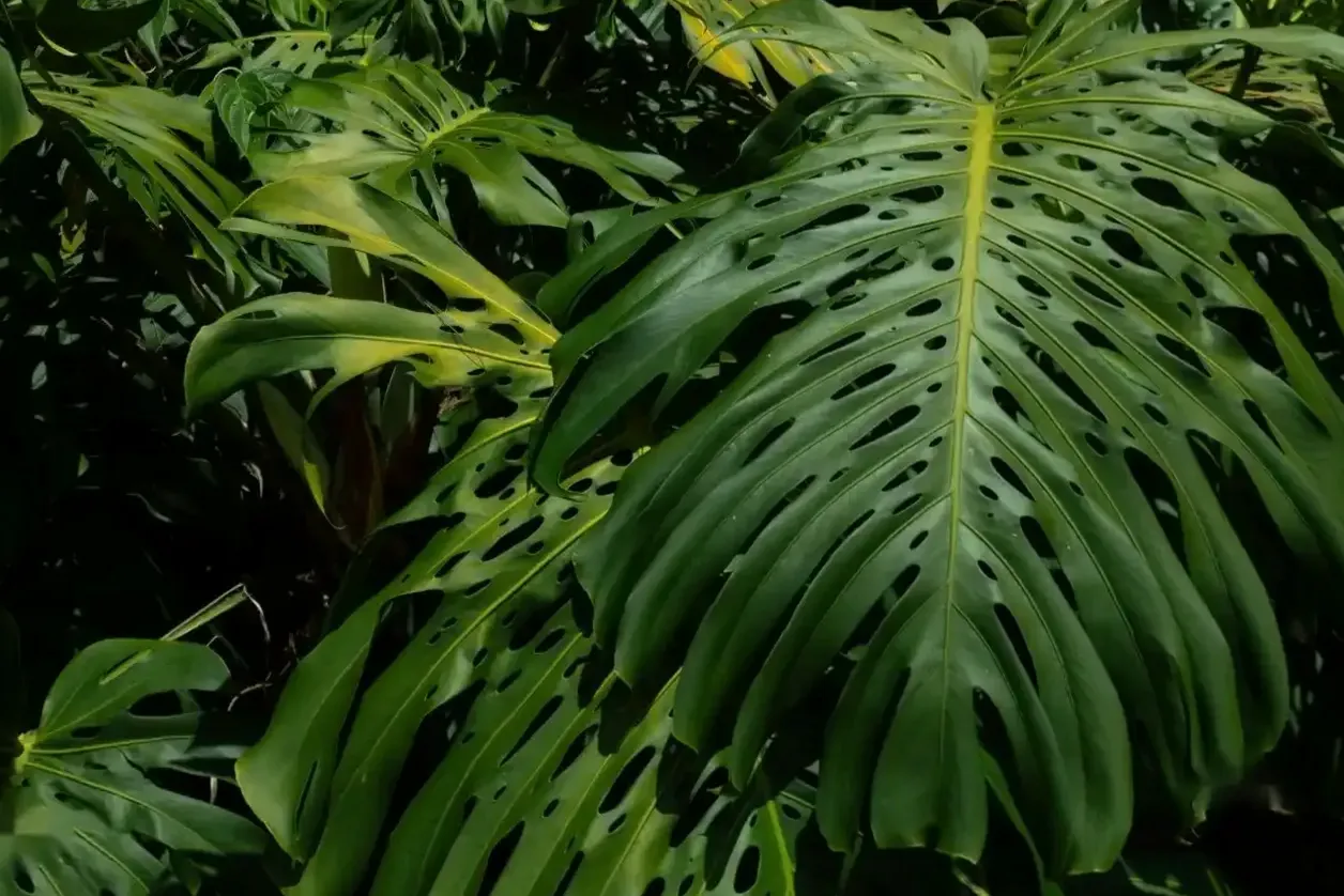 Monstera deliciosa
