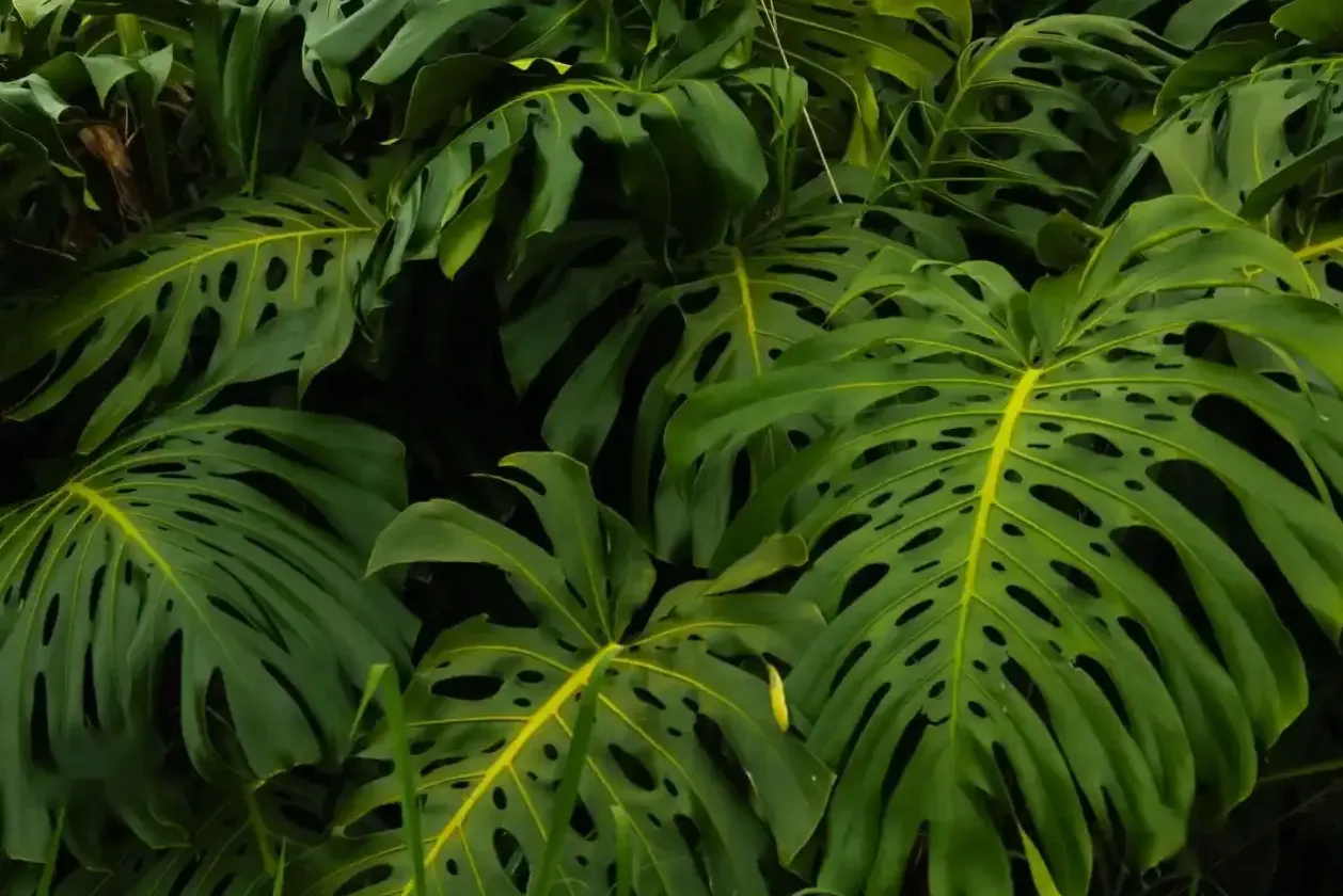Monstera deliciosa w jasnym wnętrzu